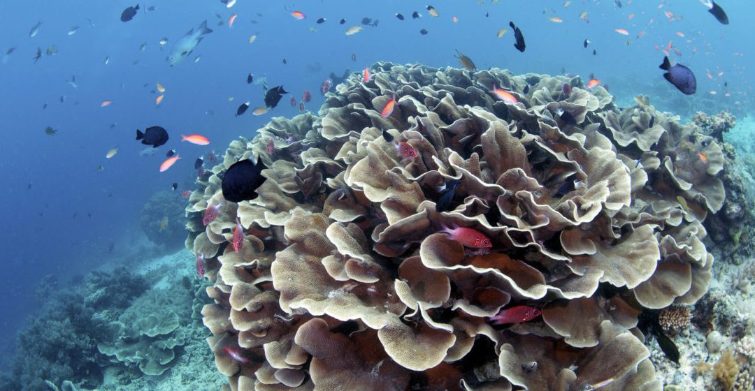 The 10 Most Beautiful Coral Reefs in Asia