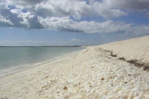 Picture5 Shell Beah, Beales