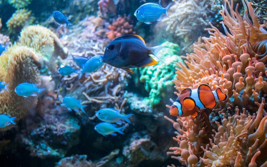 Dive into Asia’s Aquatic Wonders with Agoda’s Top Aquarium Selections