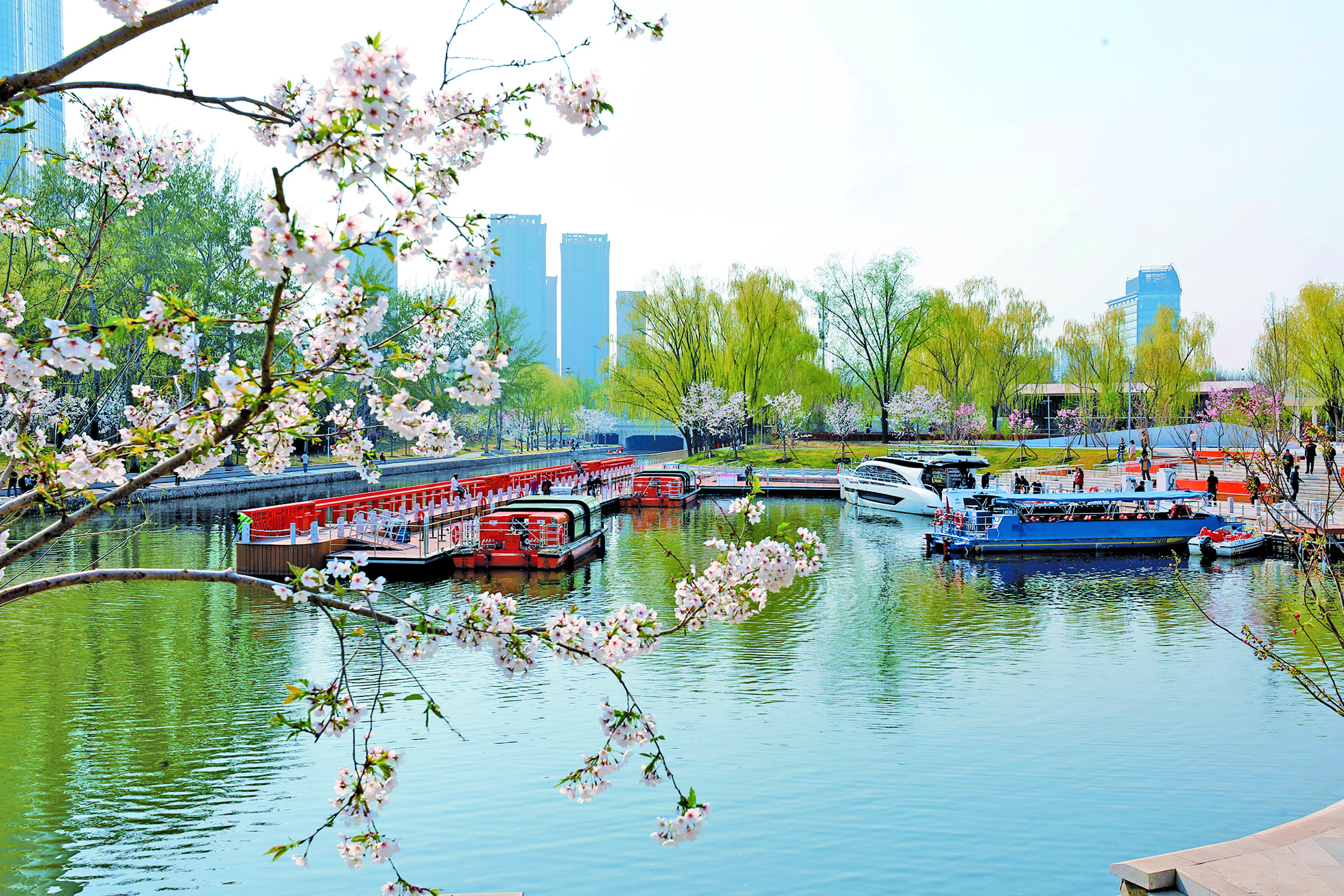 Chaoyang’s “Sakura River” is a Dazzling Spring